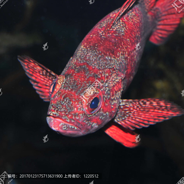 石頭魚