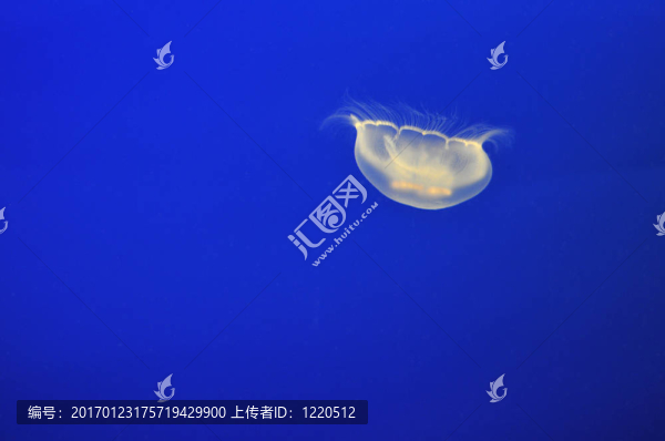 單月亮水母