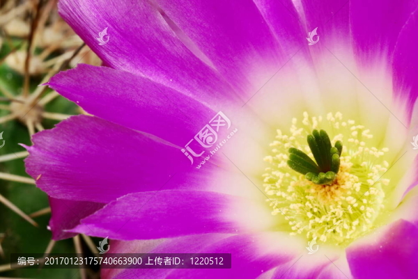 品紅Echinocereus仙人掌花