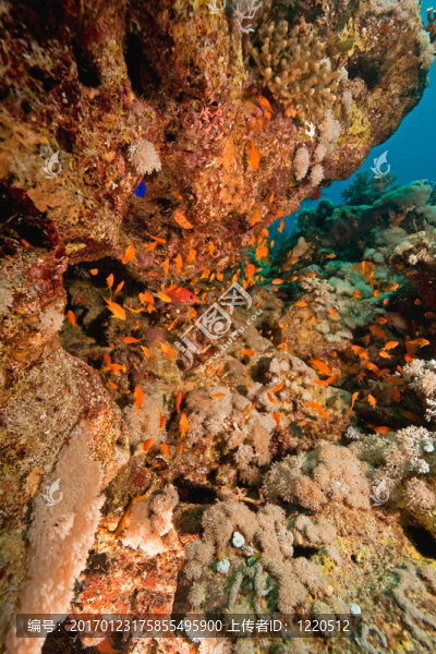 珊瑚和魚在Sha,ab,Mahmud