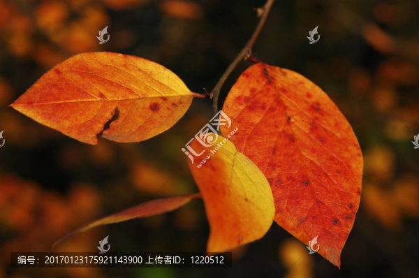 紅片
