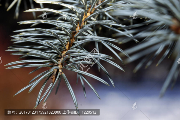 科藍(lán)了