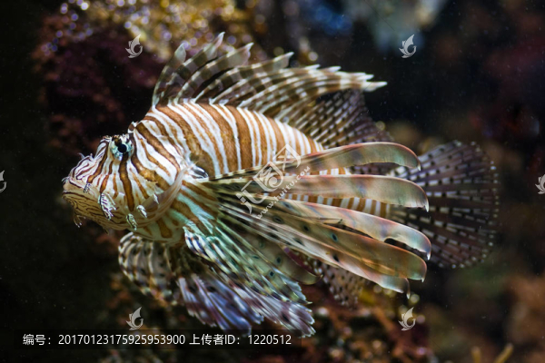 獅子魚