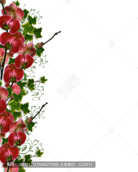蘭花和常春藤花緣