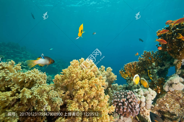 珊瑚和魚在Sha,ab,Mahmud