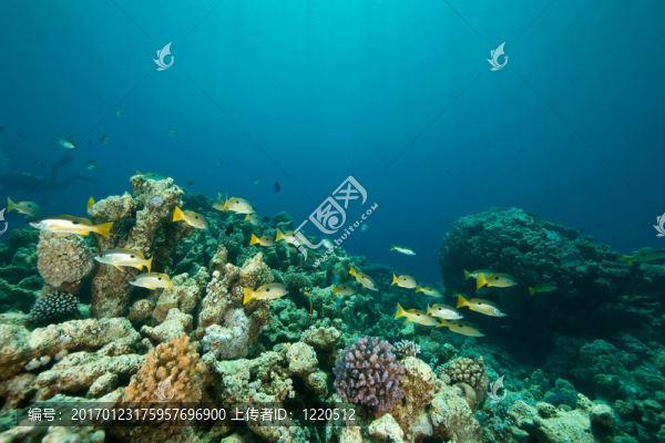 珊瑚和魚在Sha,ab,Mahmud