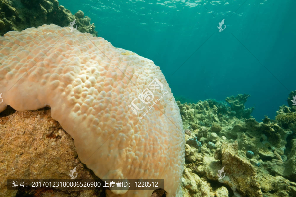 珊瑚和魚在Sha,ab,Mahmud
