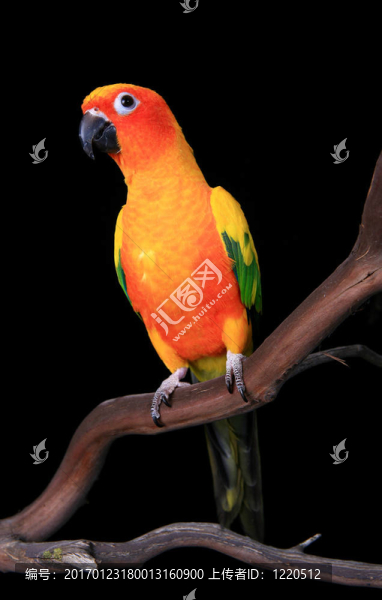 好奇的Sun,Conure,Parrot展望未來