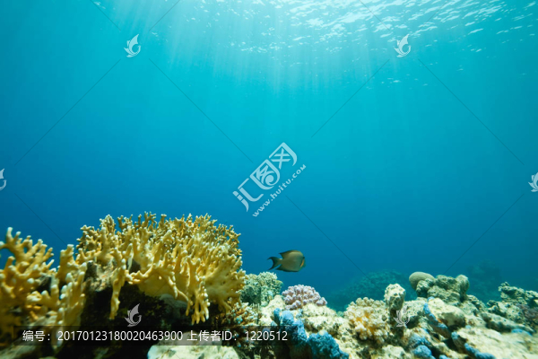 珊瑚和魚在Sha,ab,Mahmud