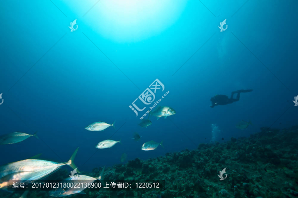 珊瑚和魚在Sha,ab,Mahmud