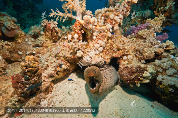 珊瑚和魚在Sha,ab,Mahmud