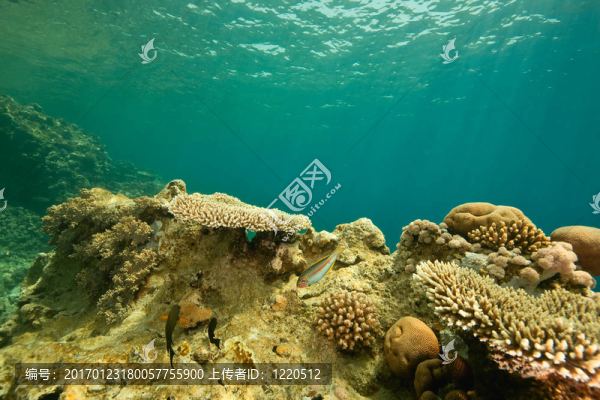 珊瑚和魚在Sha,ab,Mahmud