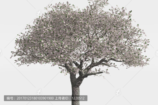 櫻桃樹