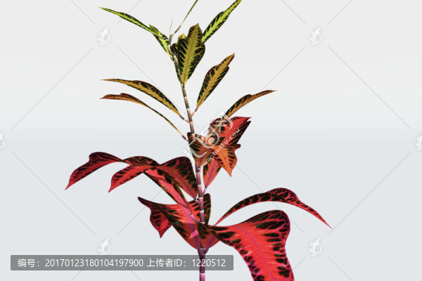 優(yōu)良的植物