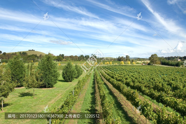 葡萄園的場(chǎng)景