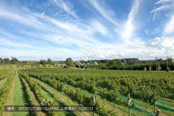 葡萄園的場景