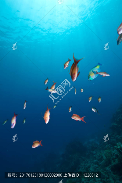 珊瑚和魚在Sha,ab,Mahmud