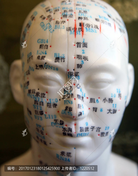 面部針灸模型