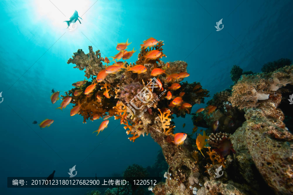 珊瑚和魚在Sha,ab,Mahmud