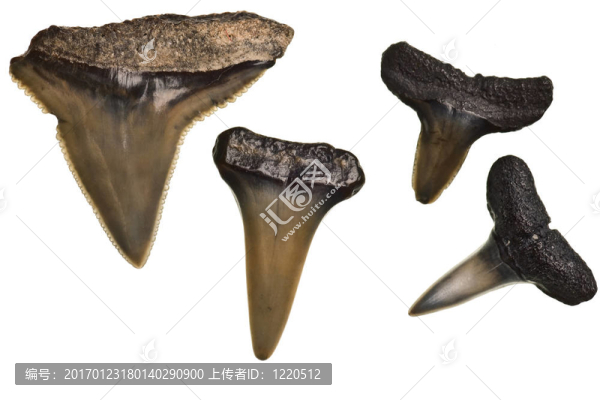 鯊魚牙齒化石白色隔離