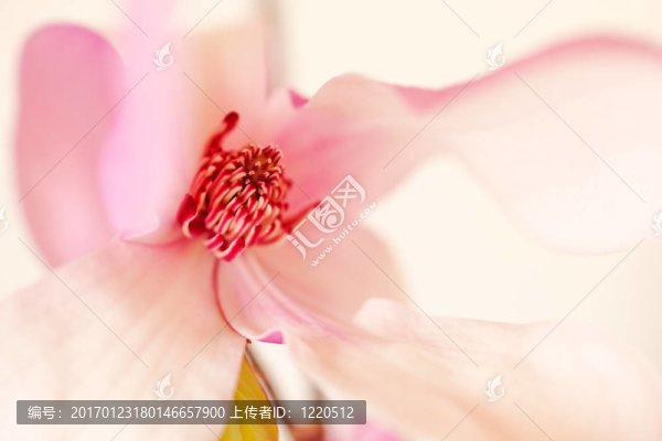 木蘭花盛開的粉紅色和白色的色調(diào)