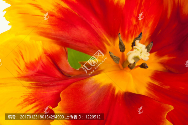 春天的郁金香