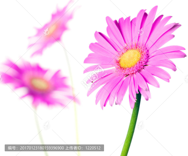 紫色的雛菊孤立