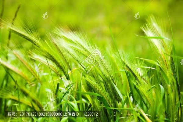 綠色的草