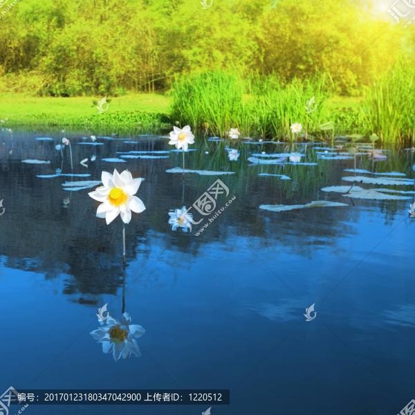 蓮花