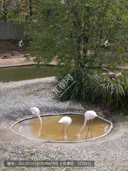 火烈鳥休息在一池喂養(yǎng)組