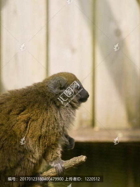 狐猴在樹(shù)枝上尋找平靜-匯圖網(wǎng) www.fosd68.com 狐猴在樹(shù)枝上尋找平靜