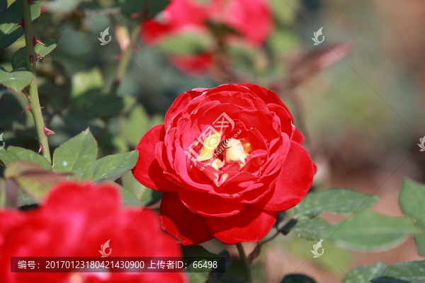 玫瑰花