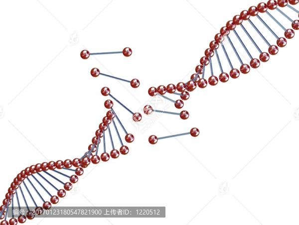 破碎的DNA