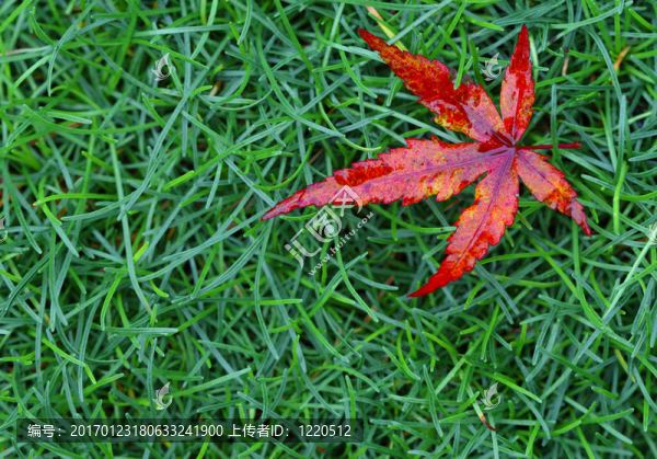 紅色的落葉