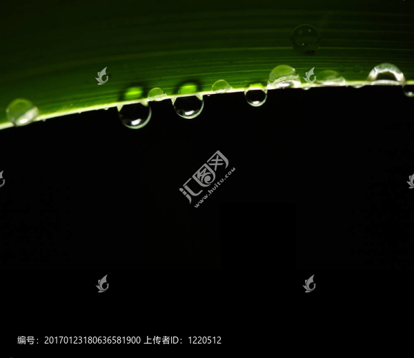 下降和葉背景