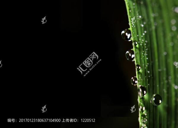 綠葉和落