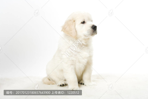 可愛的狗
