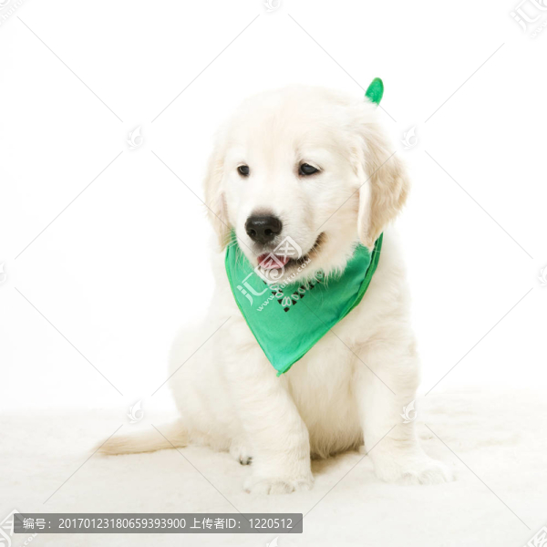 可愛的小狗