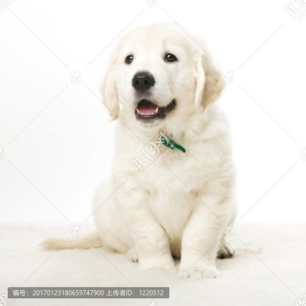 可愛(ài)的小狗