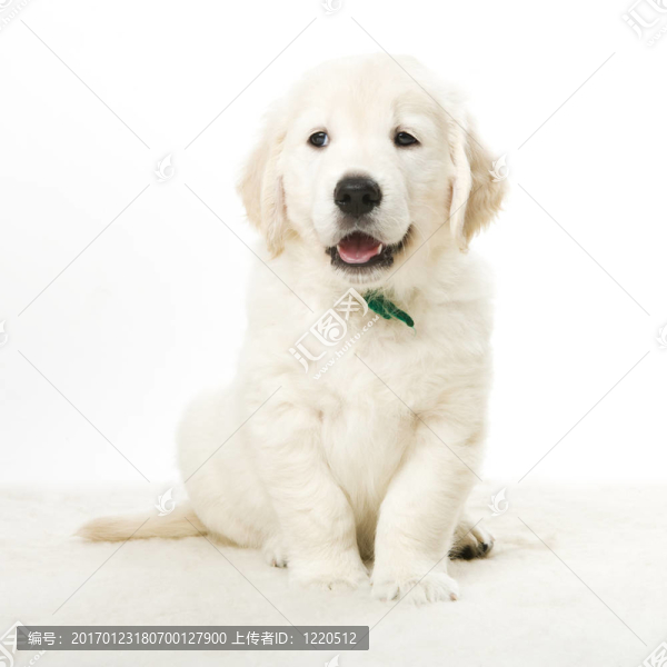 可愛的小狗-匯圖網(wǎng) www.fosd68.com 可愛的小狗