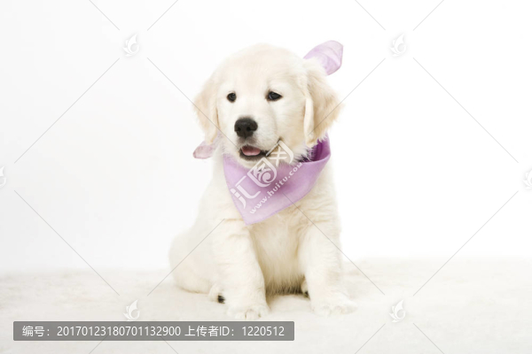 可愛(ài)的小狗