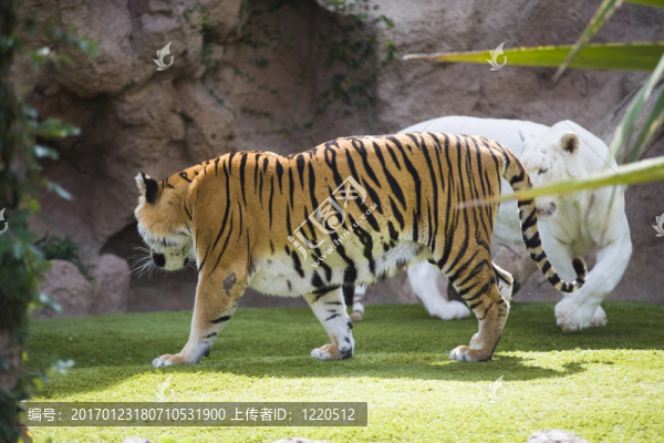 兩只老虎