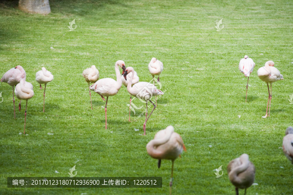 火烈鳥(niǎo)