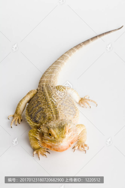 一個(gè)美麗的爬行動(dòng)物-匯圖網(wǎng) www.fosd68.com 一個(gè)美麗的爬行動(dòng)物