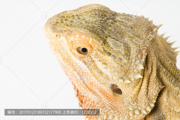 一個(gè)美麗的爬行動(dòng)物