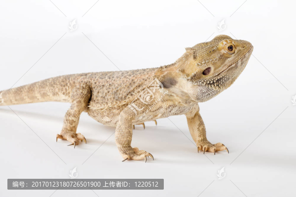 髯龍-匯圖網(wǎng) www.fosd68.com 髯龍