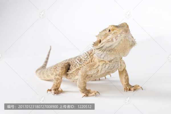 髯龍