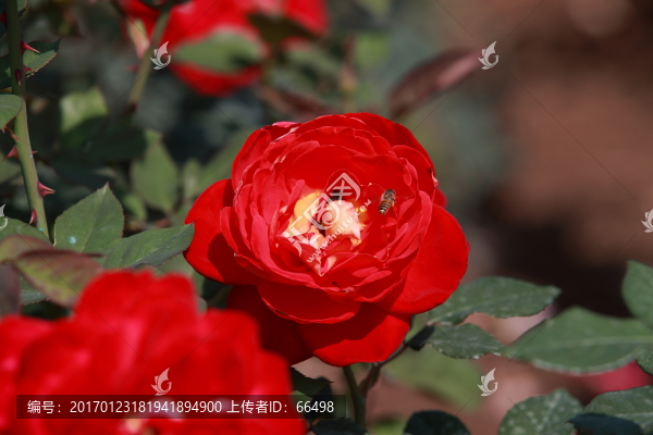 玫瑰花