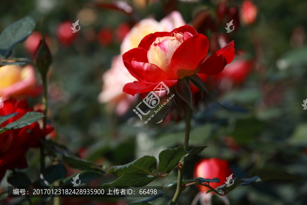 玫瑰花