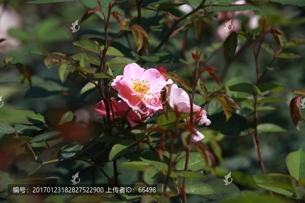 玫瑰花